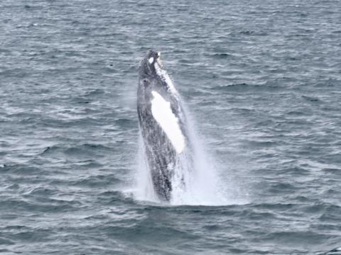 humpback whale breaching