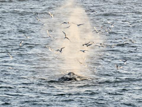 birds fly in humpback whales breath