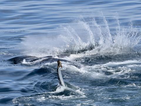 humpback whale slaps peduncle and creates a weird splash