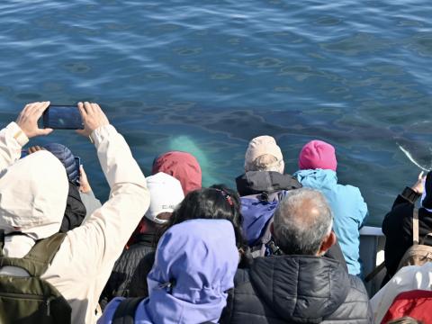 humpback whale swimming under the surface looking at people