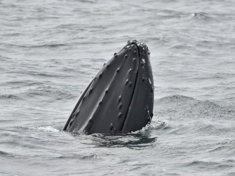 humpback whale spy hopping
