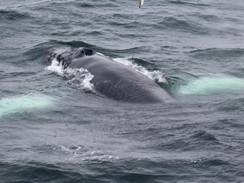 humpback whale surfaces like an airplane underwater