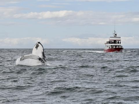 humpback whale breaches backwards towards Elding the whale watching boat