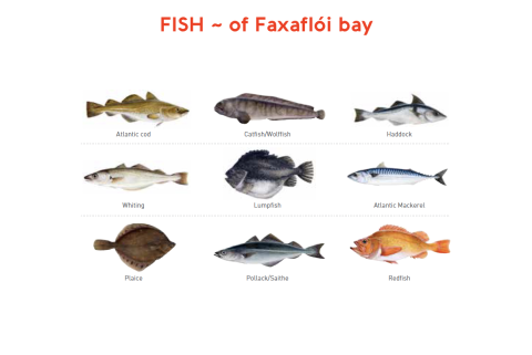 fish of faxaflói bay illustration