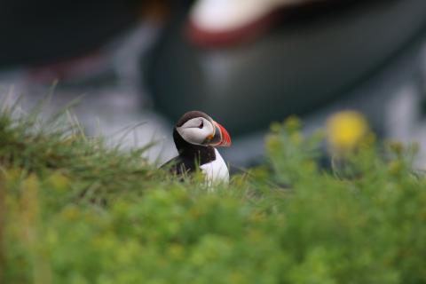 Puffin sitting on a hill