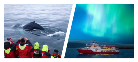 whales and norther lights cruise combo