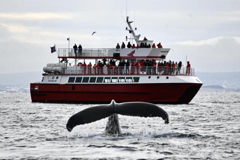 humpback whale hafsulan boat