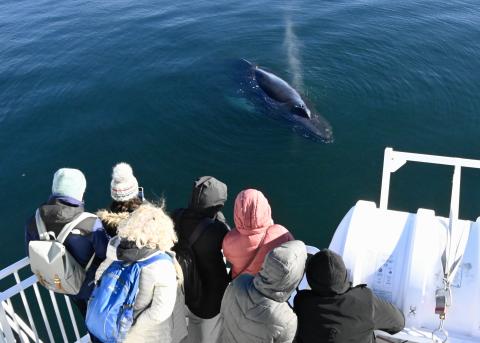 humpback whale wit passengers on board a whale watching boat