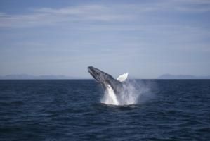 Beautiful breaching humpback whale, with blue sky and dark blue ocean.