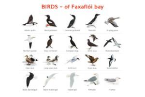 birds of faxaflói bay illustration