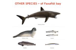 other species of faxaflói bay illustration