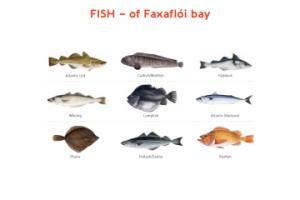 fish of faxaflói bay illustration