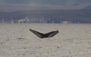 humpback whale safari iceland reykjavik