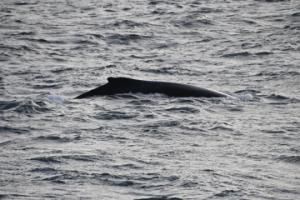 humpback whale