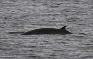 minke whale in faxafloi bay