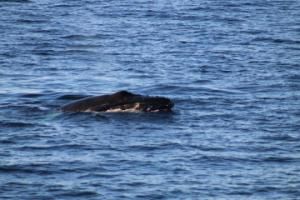 humpback whale rostrum
