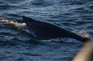 humpback whale in the ocean