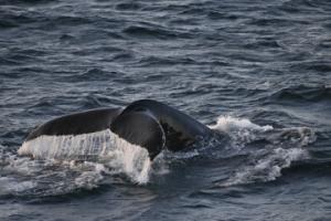 humpback whale fluke
