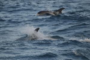 white-beaked dolphins