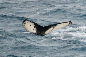 humpback whale fluke