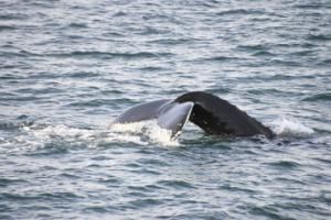 humpback whale fluke