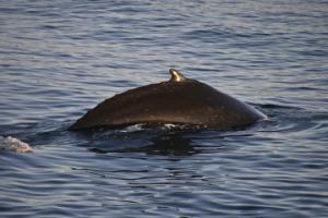 humpback whale