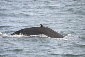 humpback whale dorsal fin