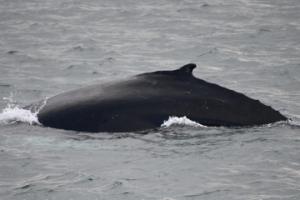 icelandic humpback whale