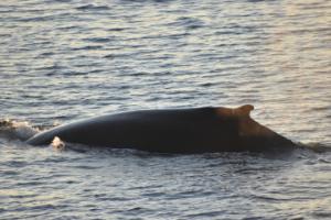 humpback whale