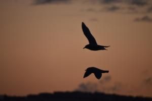 birds flying in the winter sun