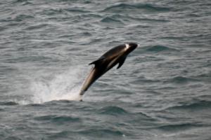 jumping dolphin