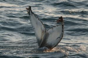 humpback whale fluke