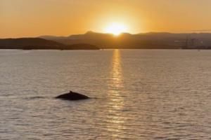humpback whale sunrise in reykjavik