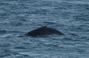humpback whale dorsal fin