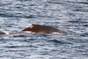 humpback whale