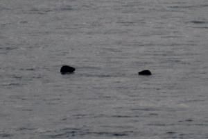 grey seals