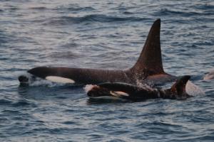 orca mother and calf