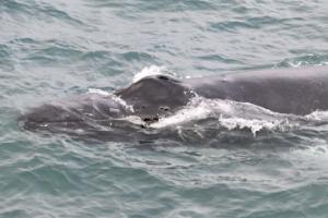 humpback whale