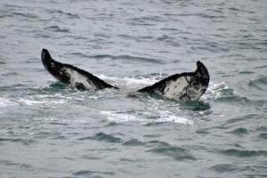 humpback whale fluke