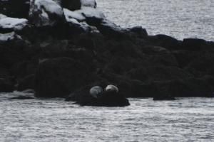 grey seals