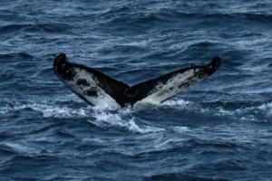 humpback whale fluke