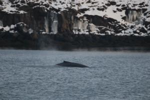 humpback whale next to a cliff