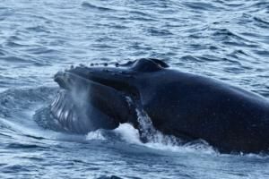 humpback whale
