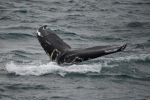 humpback whale fluke