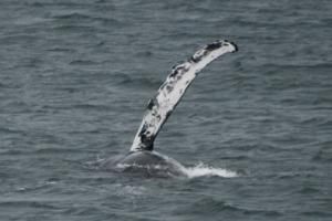 humpback whale pectoral fin