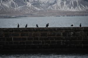 birds on a wall