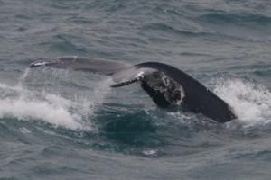 humpback whale fluke