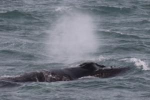 humpback whale blowhole
