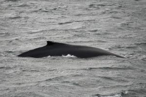 humpback whale