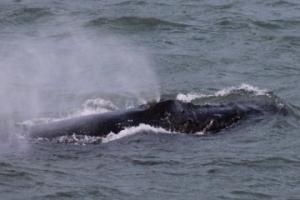 humpback whale